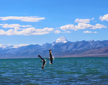 Bird Watching at Manasarovar Lake